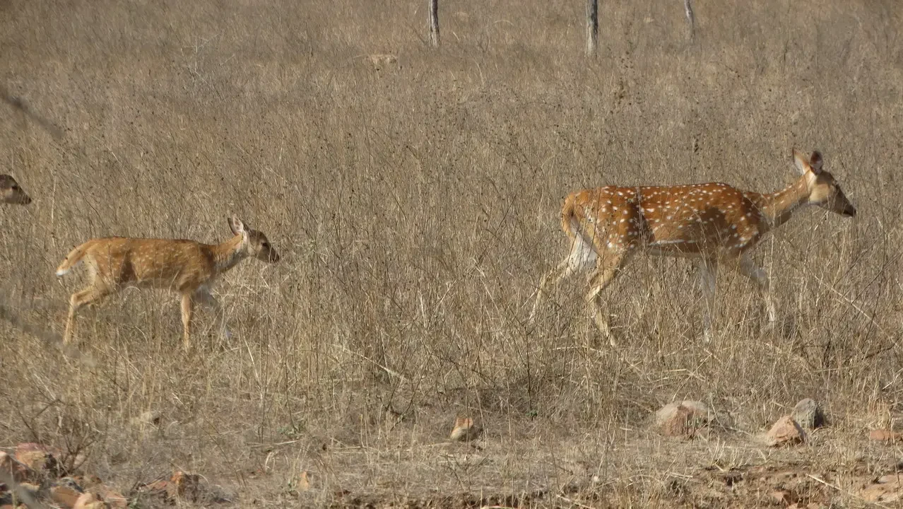 Cervi e una leopardo in una savana secca in India.