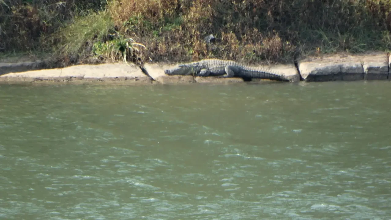 Un coccodrillo riposa sulla riva di un fiume in India.