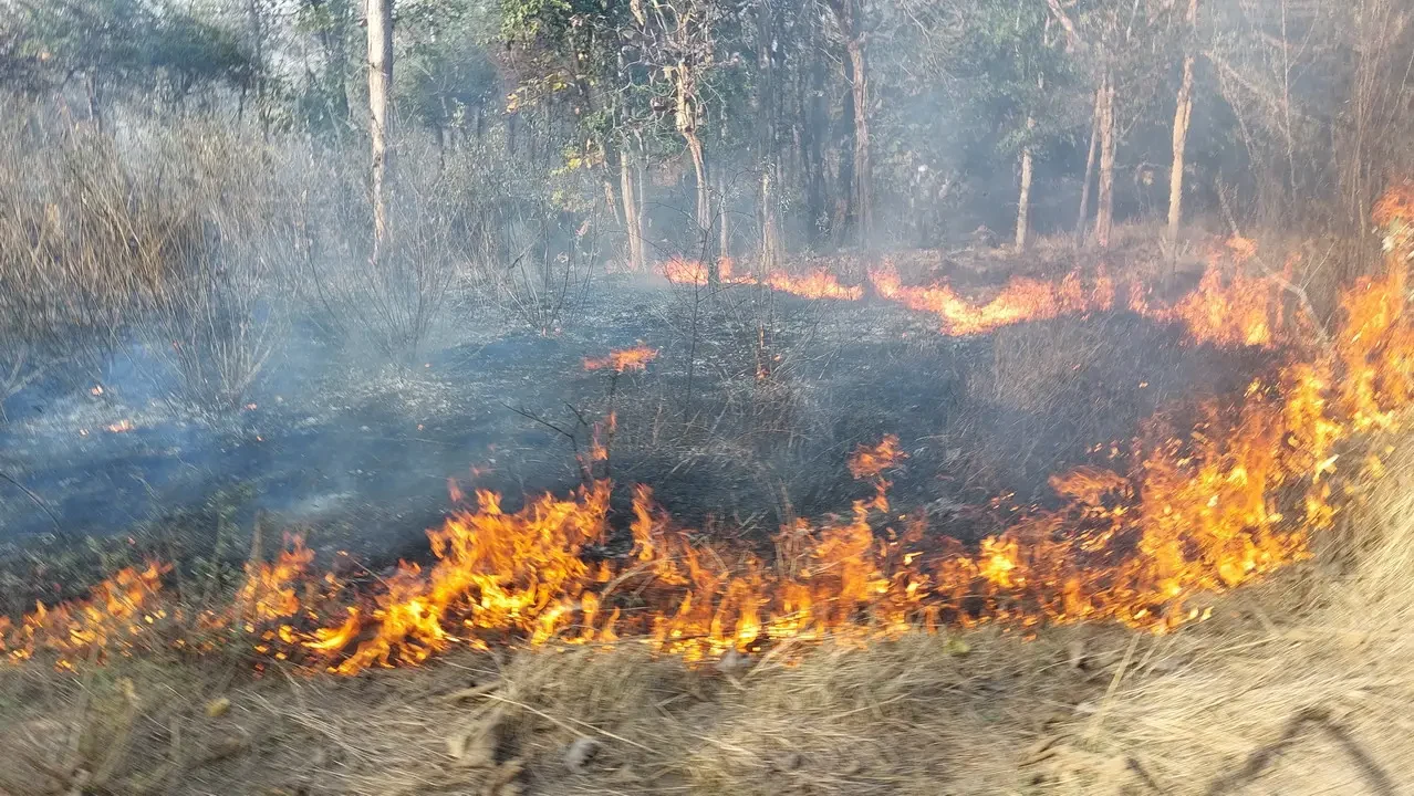 Safari in the Indian wilderness with a fire burning in the foreground.