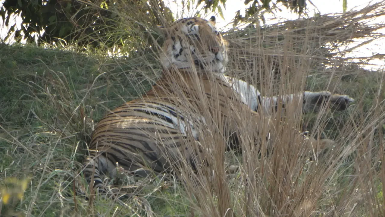 Un tigro riposa nell'erba secca e alta durante una safari in India.