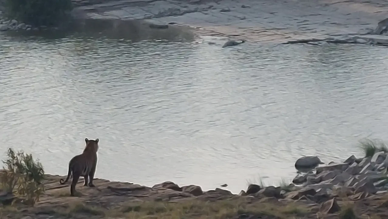 Un tiger si trova vicino a un fiume in una riserva naturale indiana.