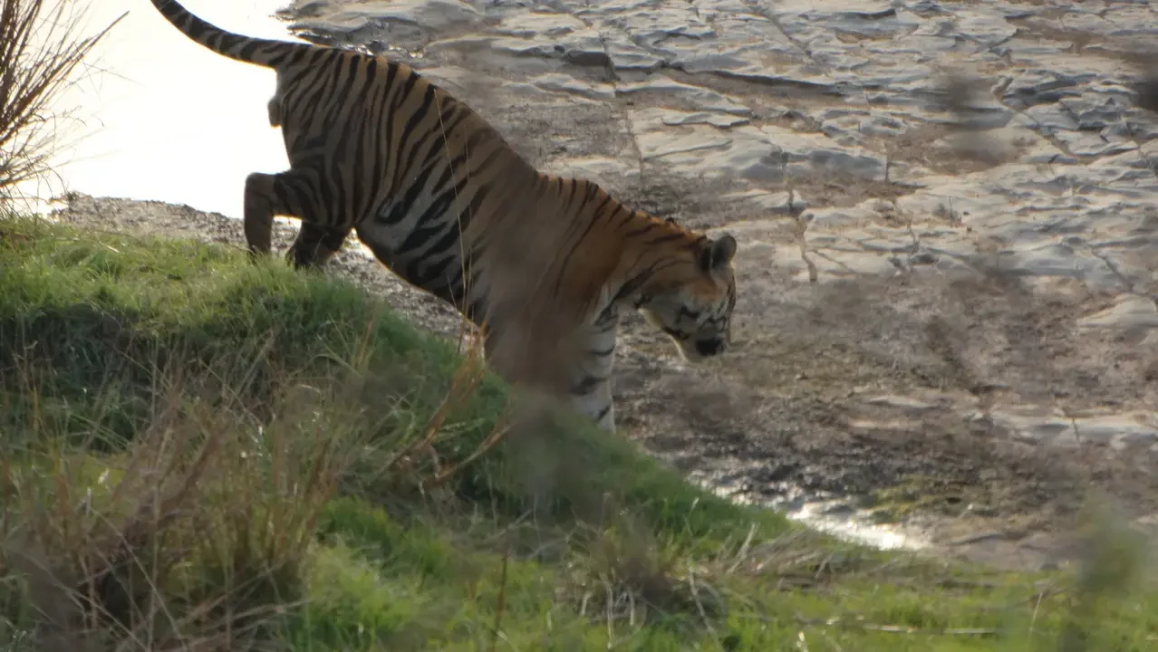 Un tiger attraversa una savana secca in India.