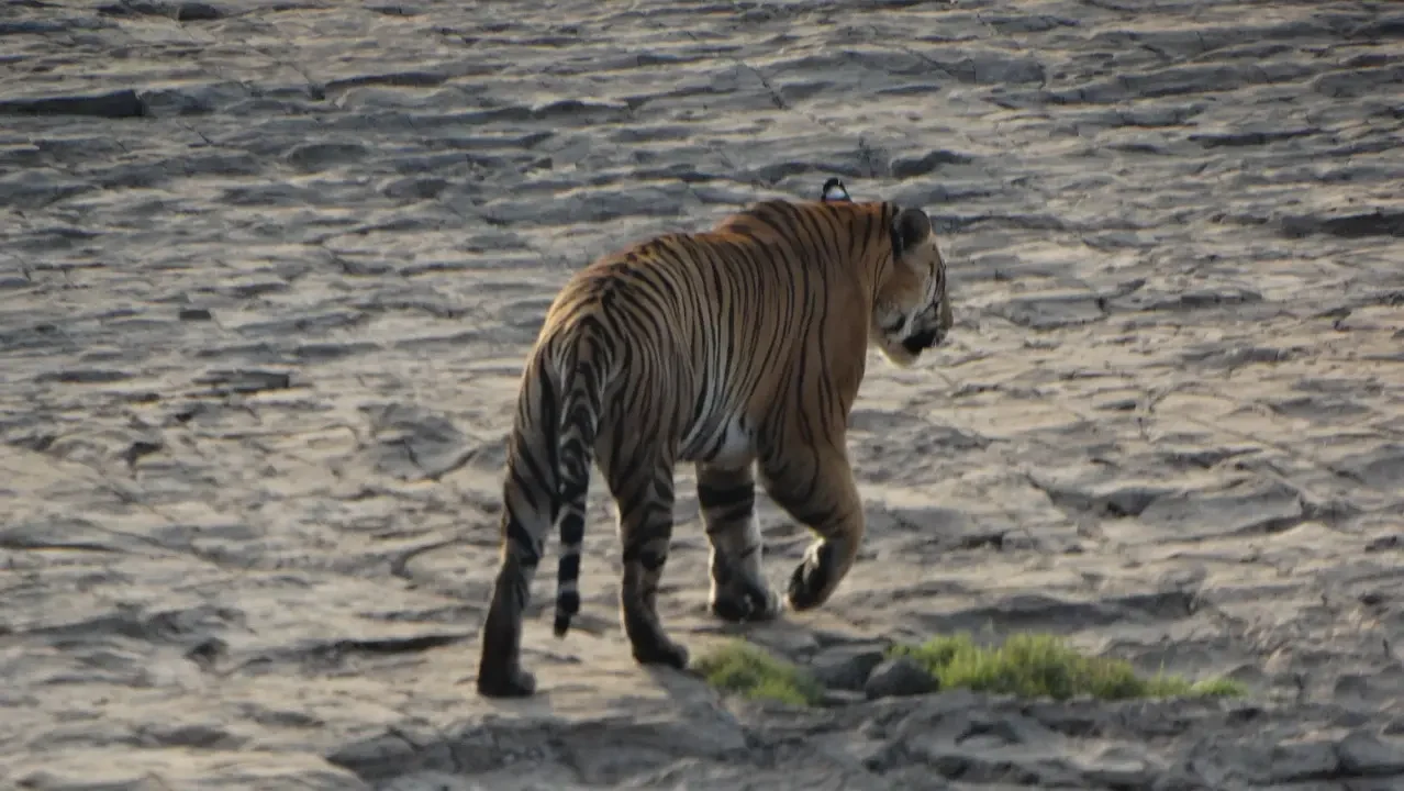 Un tigre cammina su terreno secco e roccioso durante una safari in India.