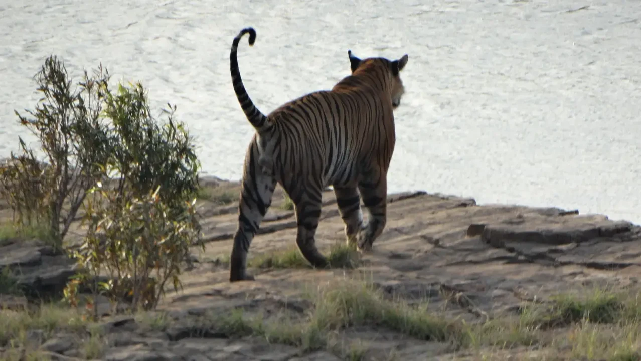 Un tiger cammina attraverso una zona di savana vicino all'acqua.