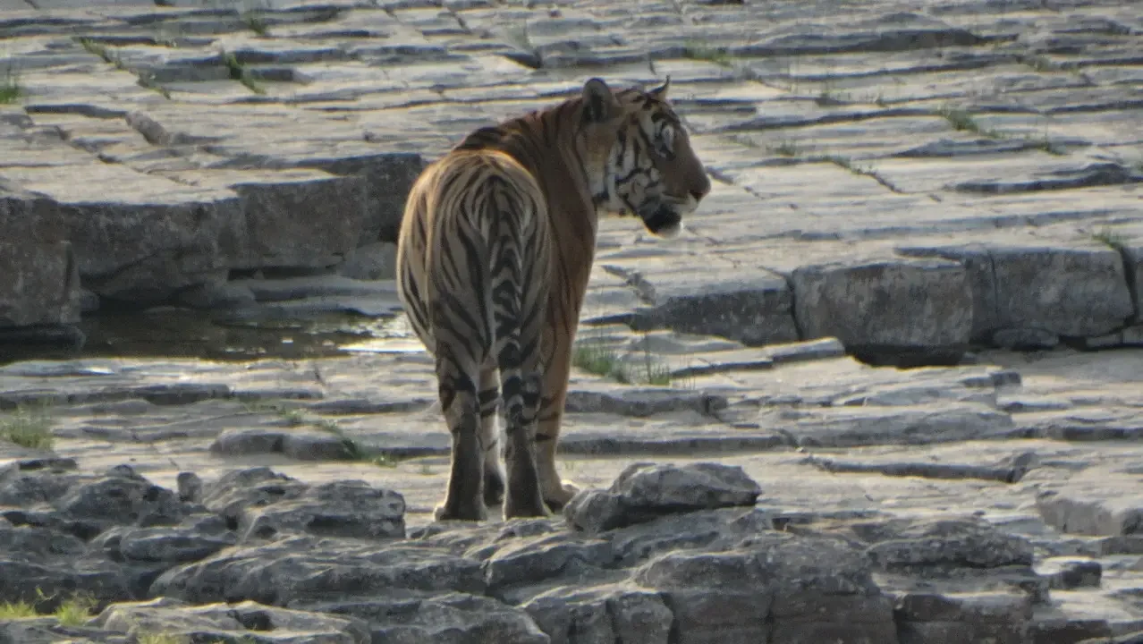 Un leone cammina attraverso un paesaggio roccioso in India.