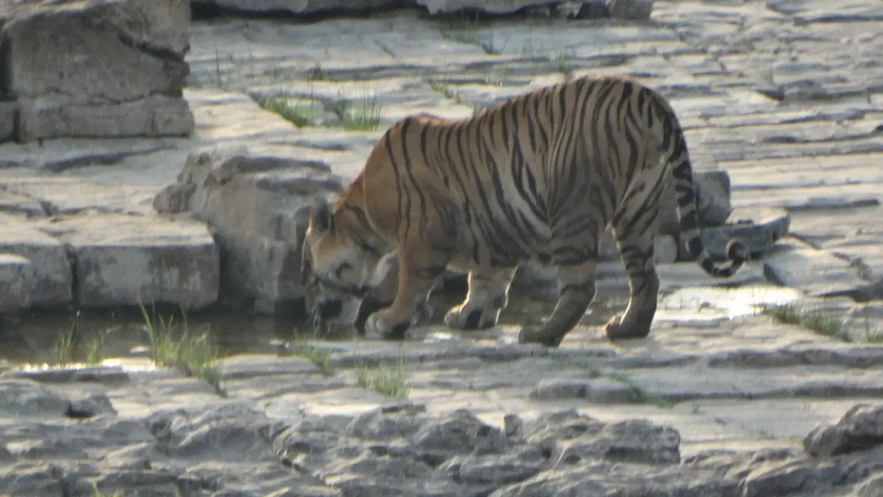 Una tigre attraversa una piccola pozza d'acqua in un ambiente secco.