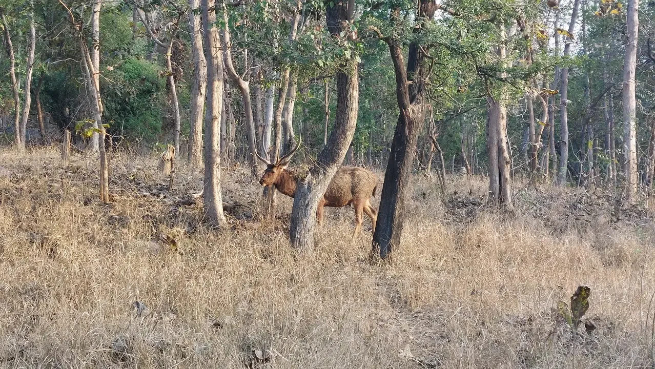 Un ungulato si trova in un ambiente secco e boscoso di savana.