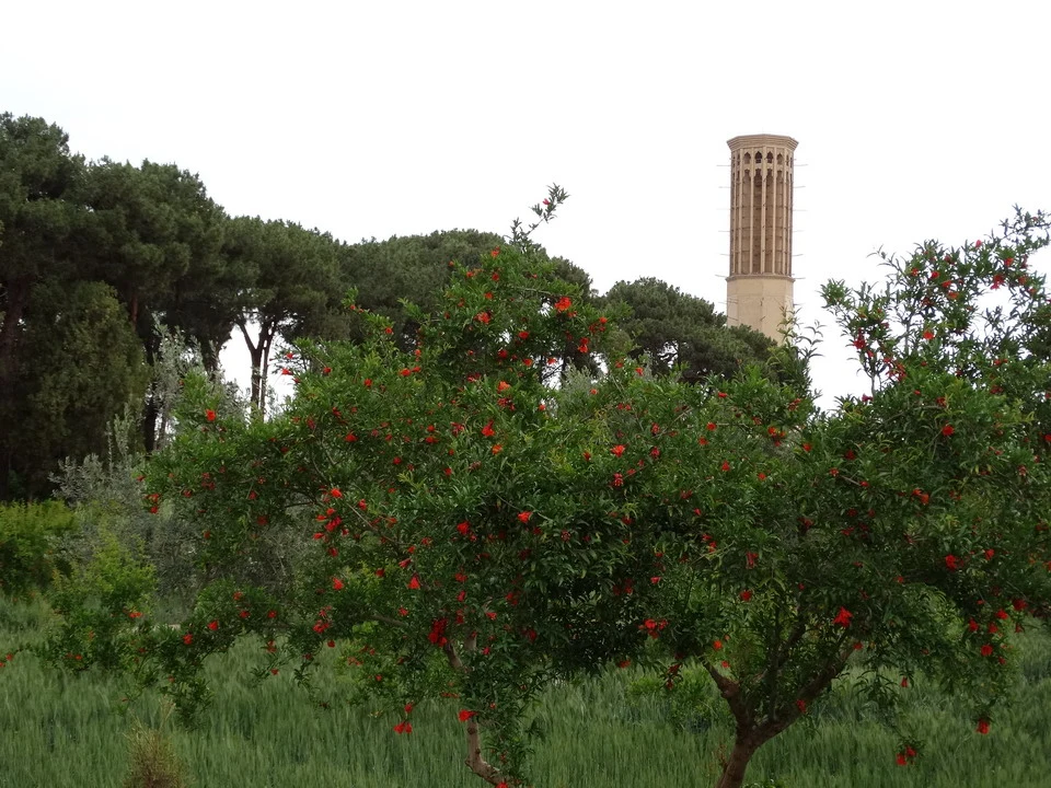Un albero con fiori rossi si staglia contro un cielo chiaro e una torre in pietra in Iran.