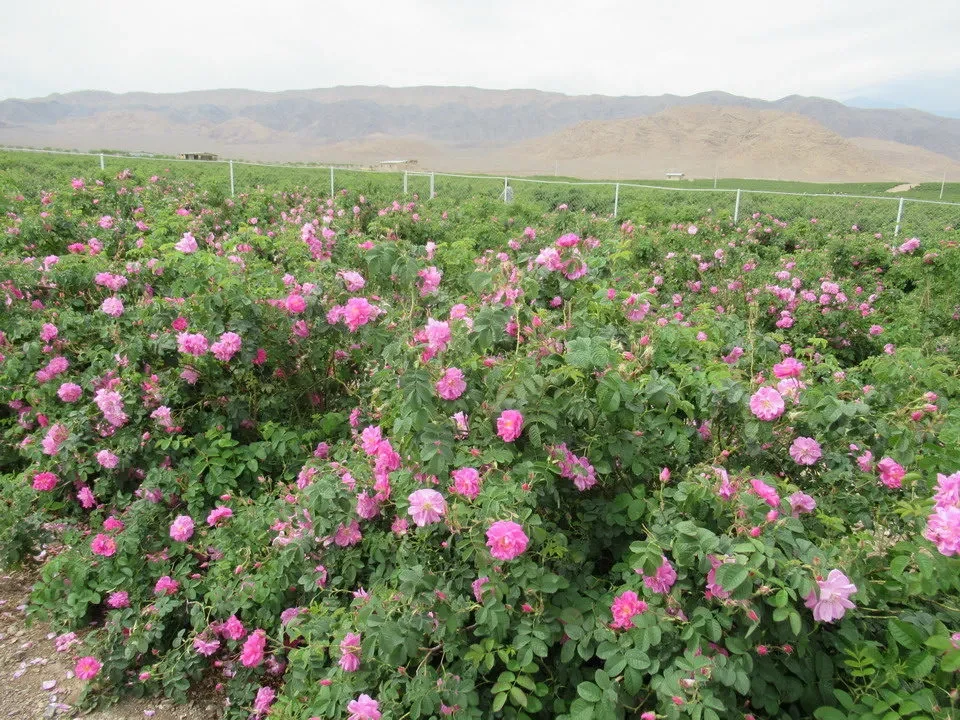 Campi di rose rosa e magenta si estendono verso colline aride in Iran.