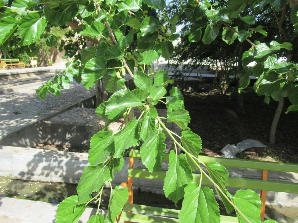 Foglie verdi di un albero in un giardino in Iran.