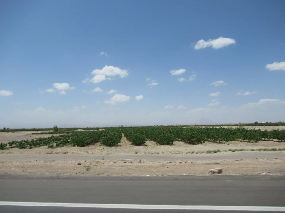 Un campo di pistacchi si estende sotto un cielo azzurro in Iran.