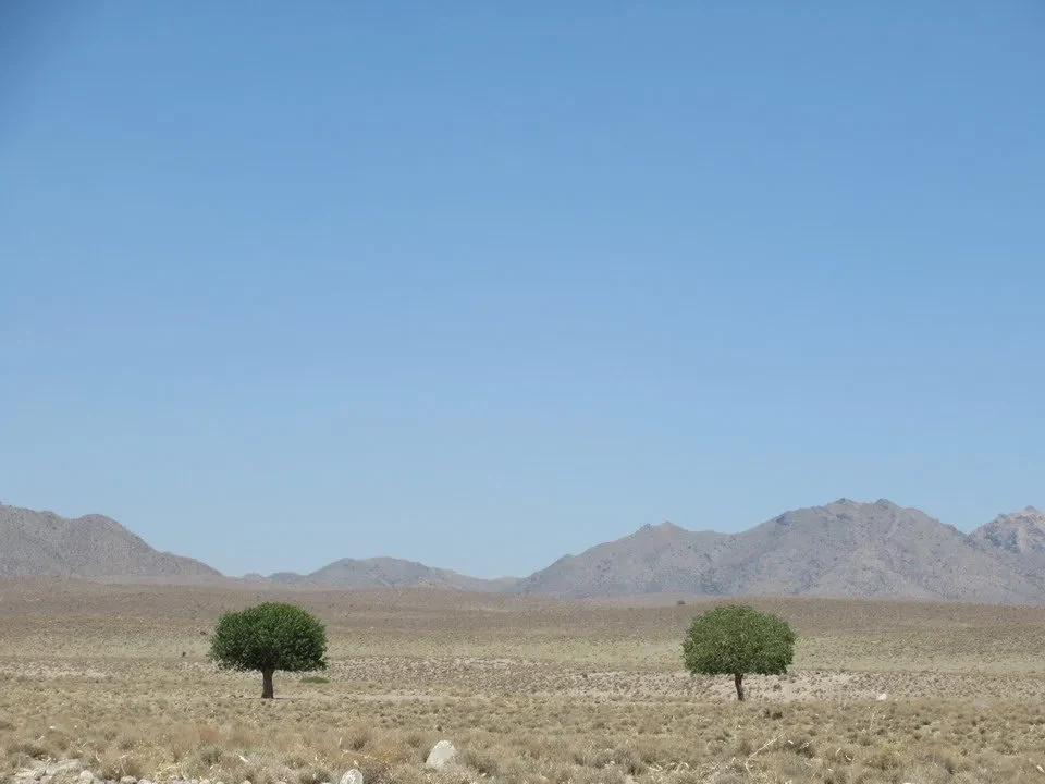 Paesaggio arido con montagne e alberi isolati in primo piano.