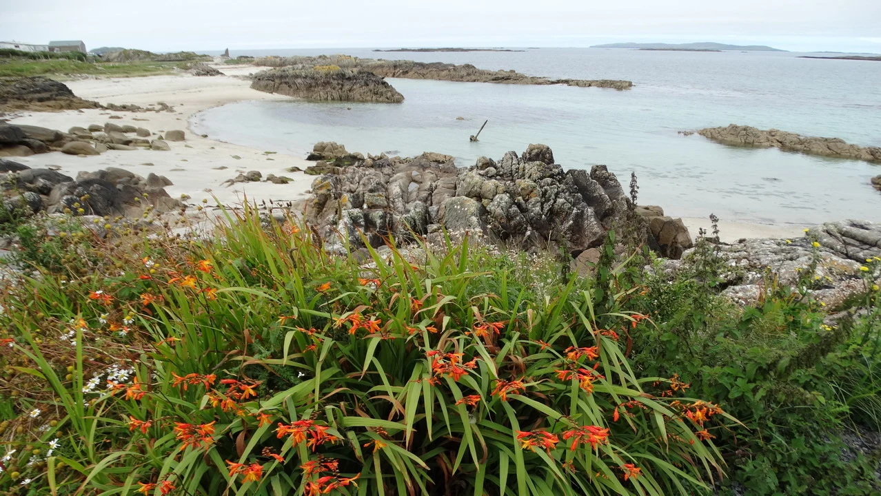 Paesaggio costiero irlandese con rocce e vegetazione in primo piano.