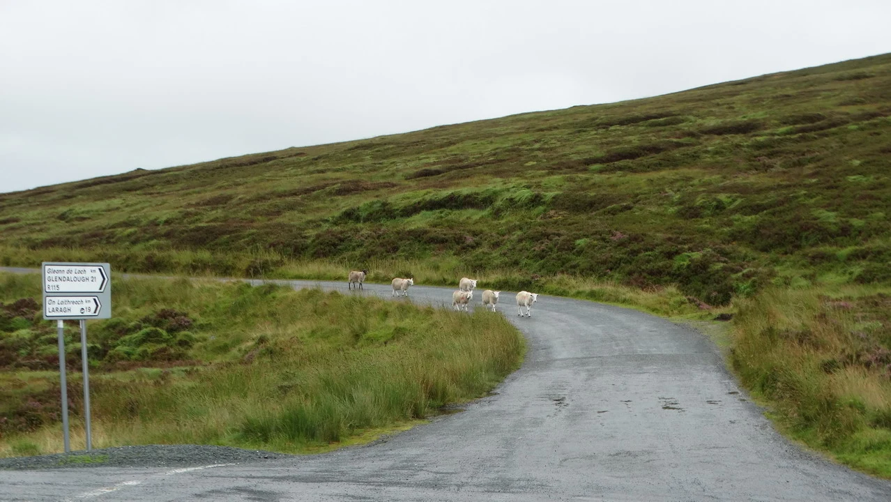 Un sentiero sterrato attraversa un paesaggio collinare in Irlanda con alcuni pecore.