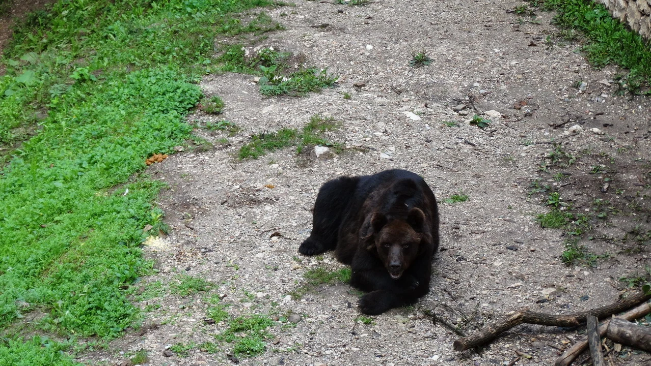 Un orso nero si trova su un sentiero nella zona delle Alpi italiane.