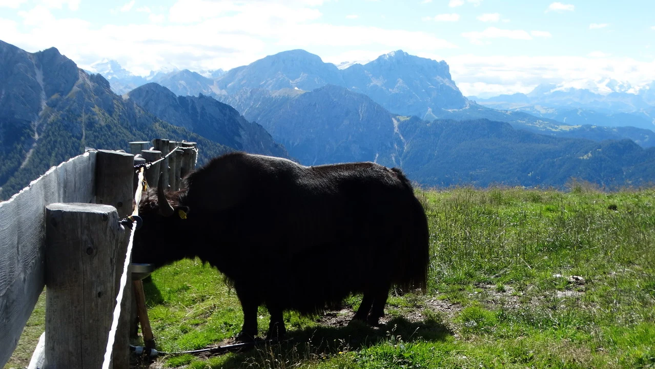 Un animale pascola in un prato verde alpino con montagne sullo sfondo.