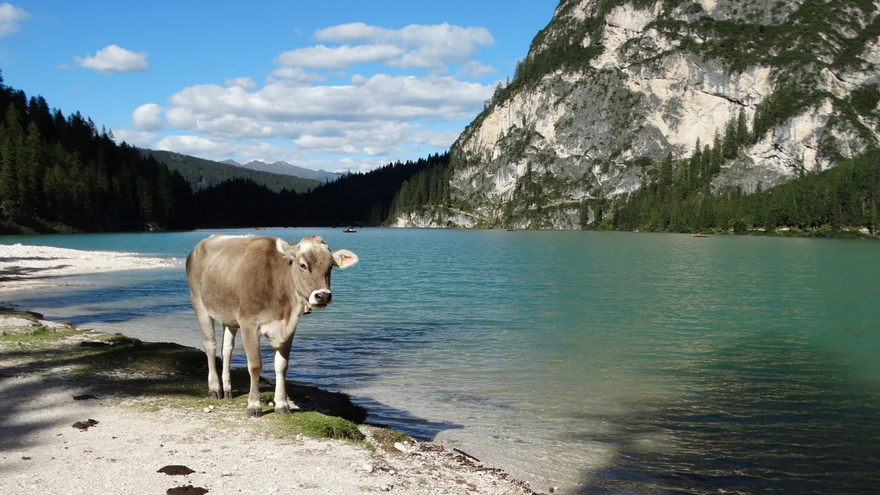 Bovini pascolano vicino a un lago alpino con montagne rocciose sullo sfondo.