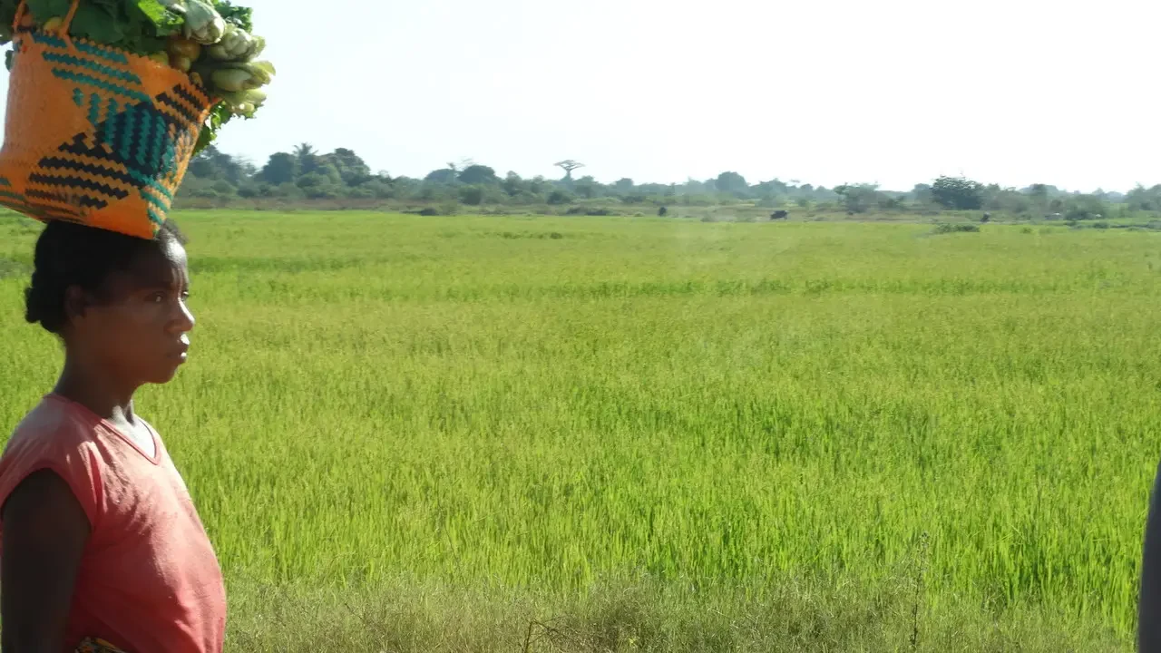 Una persona indossa un cappello a traliccio in un campo verde all'aperto.