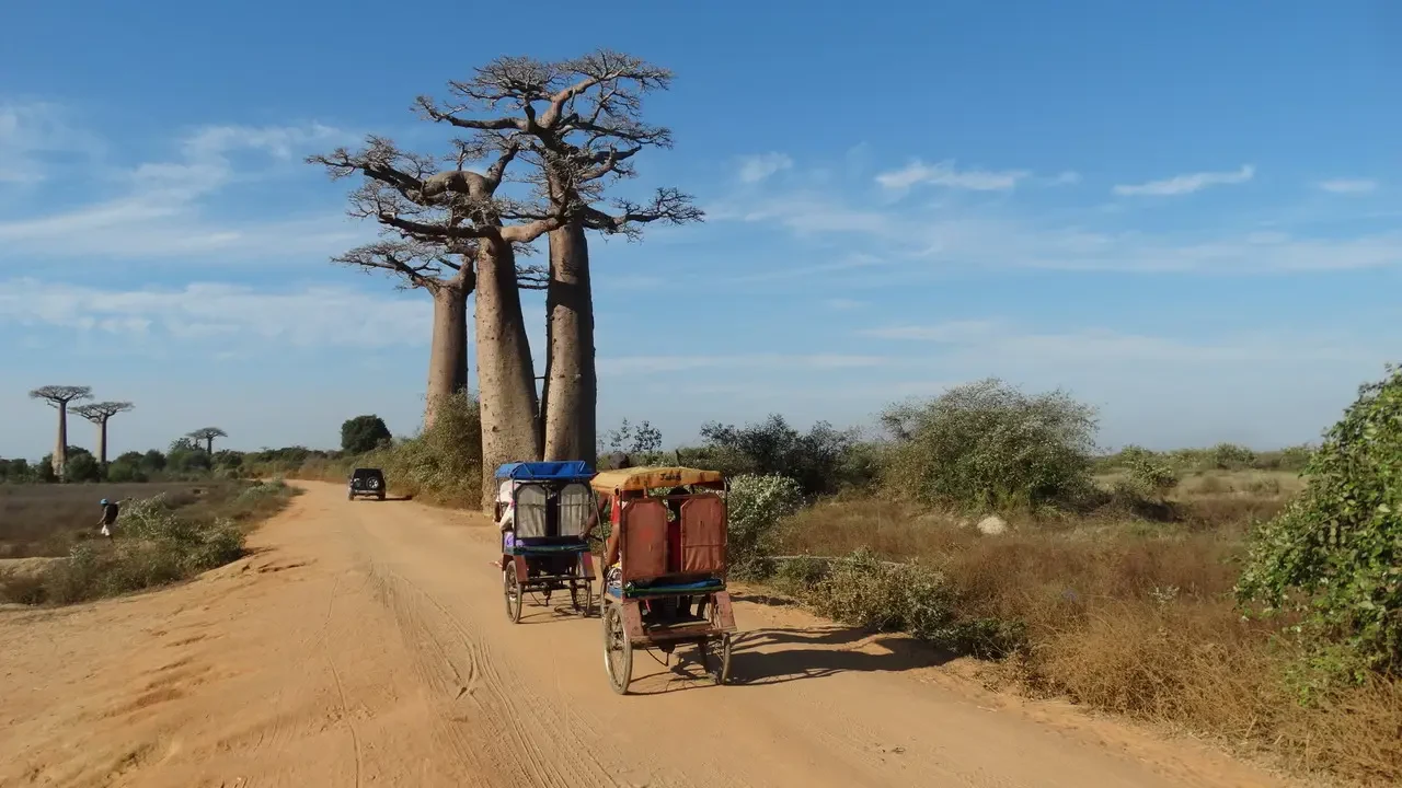 Alberi di baobab lungo una strada sterrata in Madagascar.