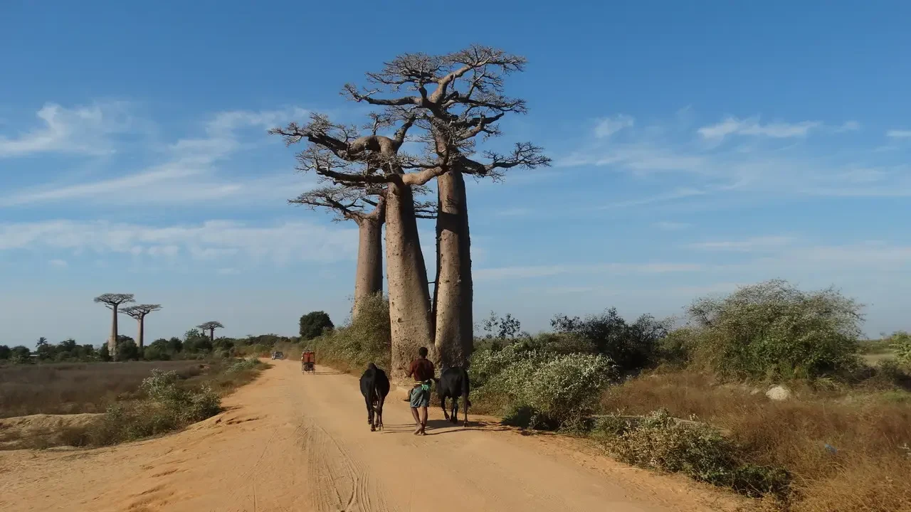 Alberi di baobab lungo una strada sterrata in Madagascar.