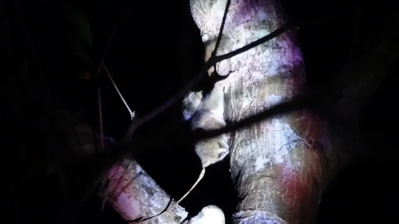 Un lemure si nasconde tra i rami scuri della foresta malgachese.