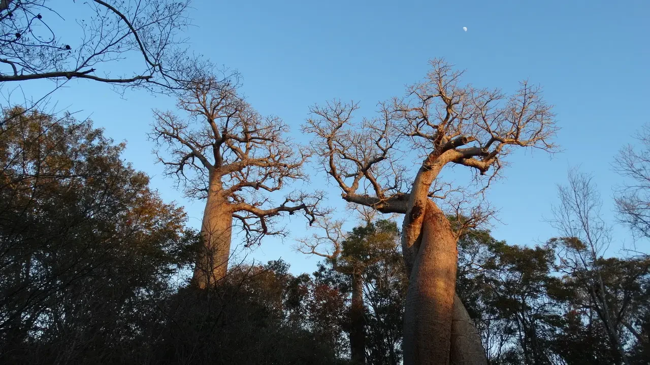 Baobab alberi nodosi si stagliano contro il cielo azzurro in Madagascar.