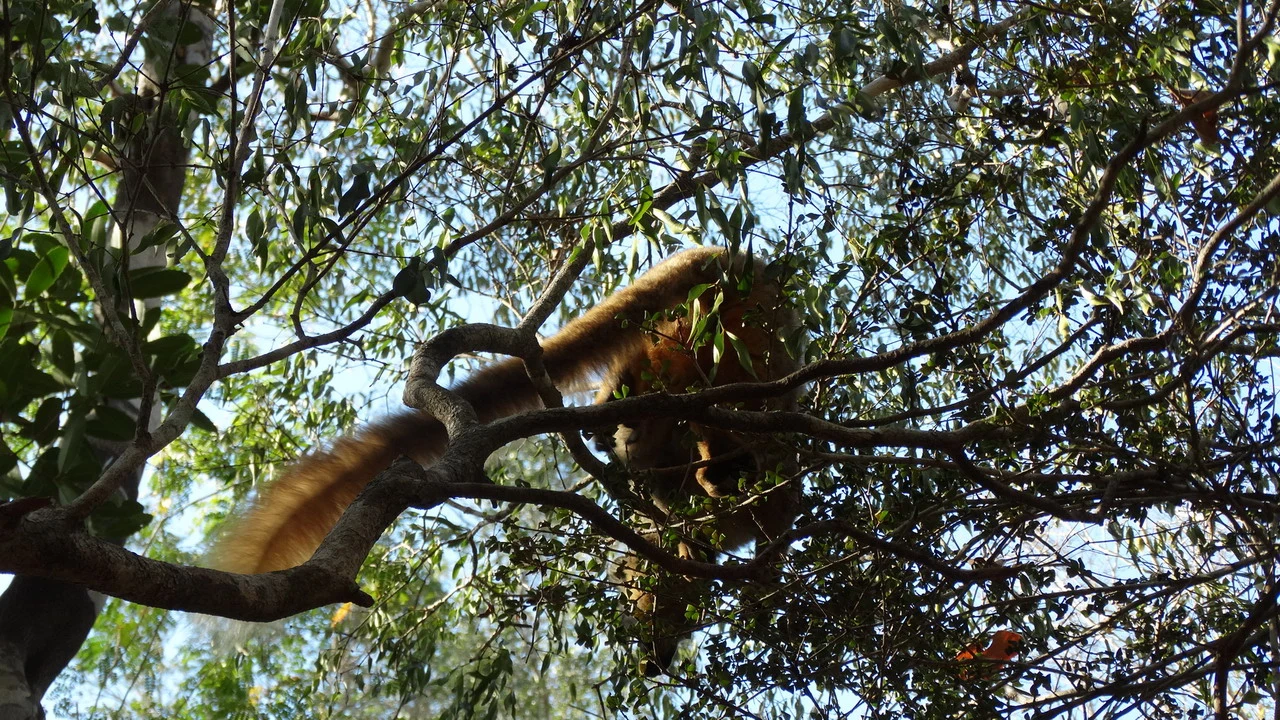Un animale con una coda folta si staglia tra le foglie degli alberi in una riserva naturale.