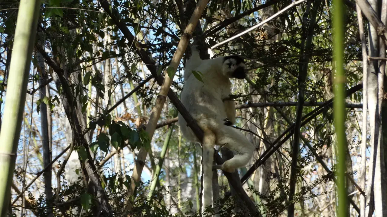 Un leptoro bianco è seduto tra i rami degli alberi.