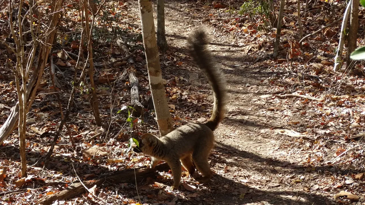 Un piccolo mammifero con una coda lunga cammina lungo un sentiero sterrato nella foresta secca.