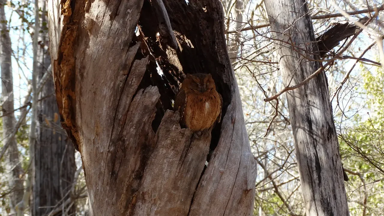 Un piccolo mammifero è seduto in una cavità del tronco di un albero secco.