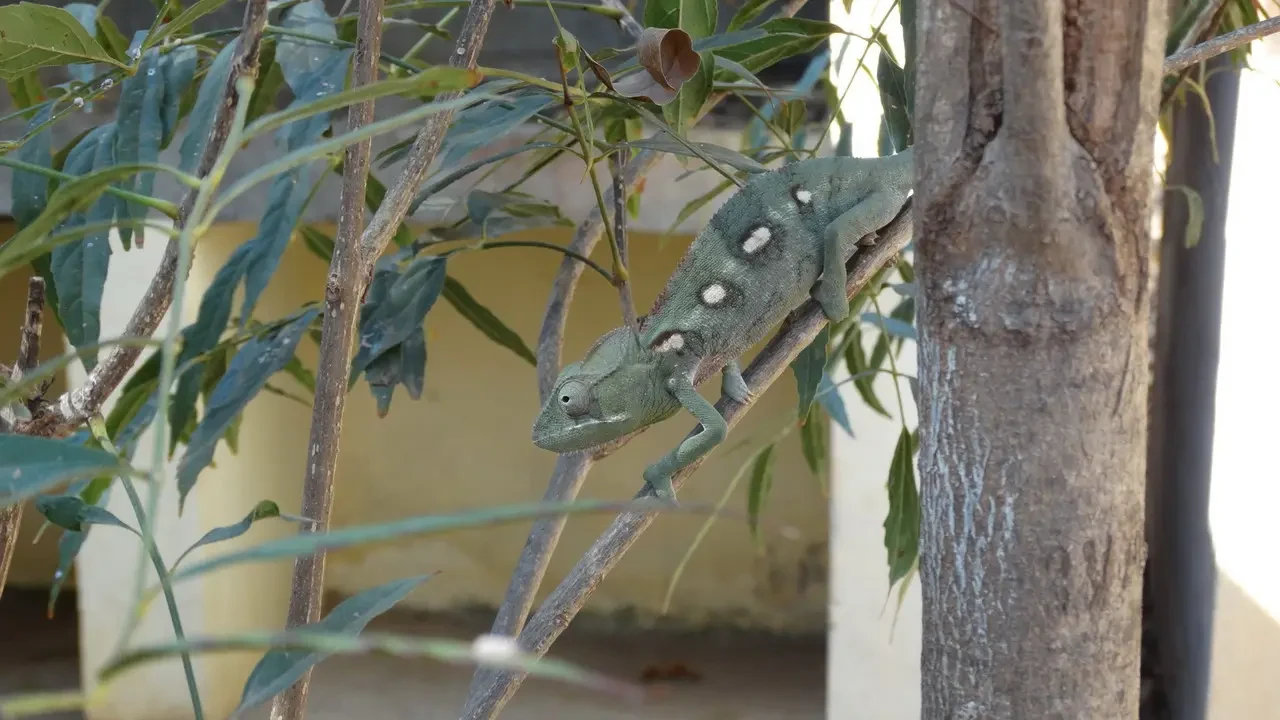 Un camaleonte verde si posa su un tronco d'albero in un ambiente vegetale.