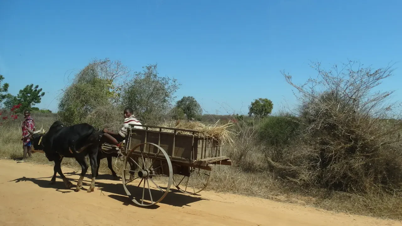 Un carro trainato da muli attraversa una strada sterrata in Madagascar.