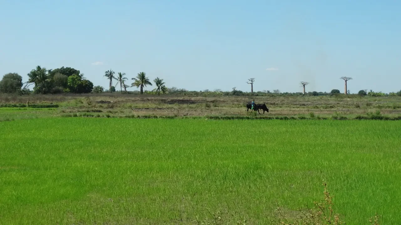 Bovini pascolano in un campo verde sotto il cielo aperto di Madagascar.