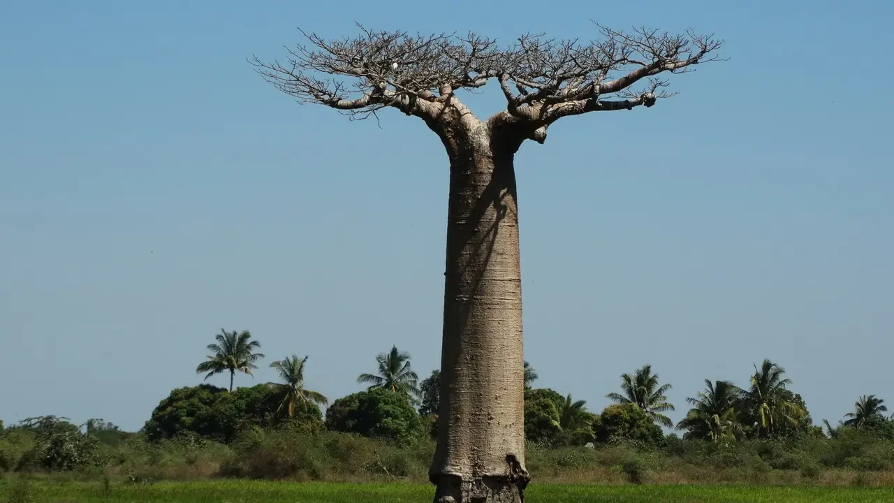Albero secco con tronco alto e ramificazioni sparse si staglia contro il cielo in Madagascar.