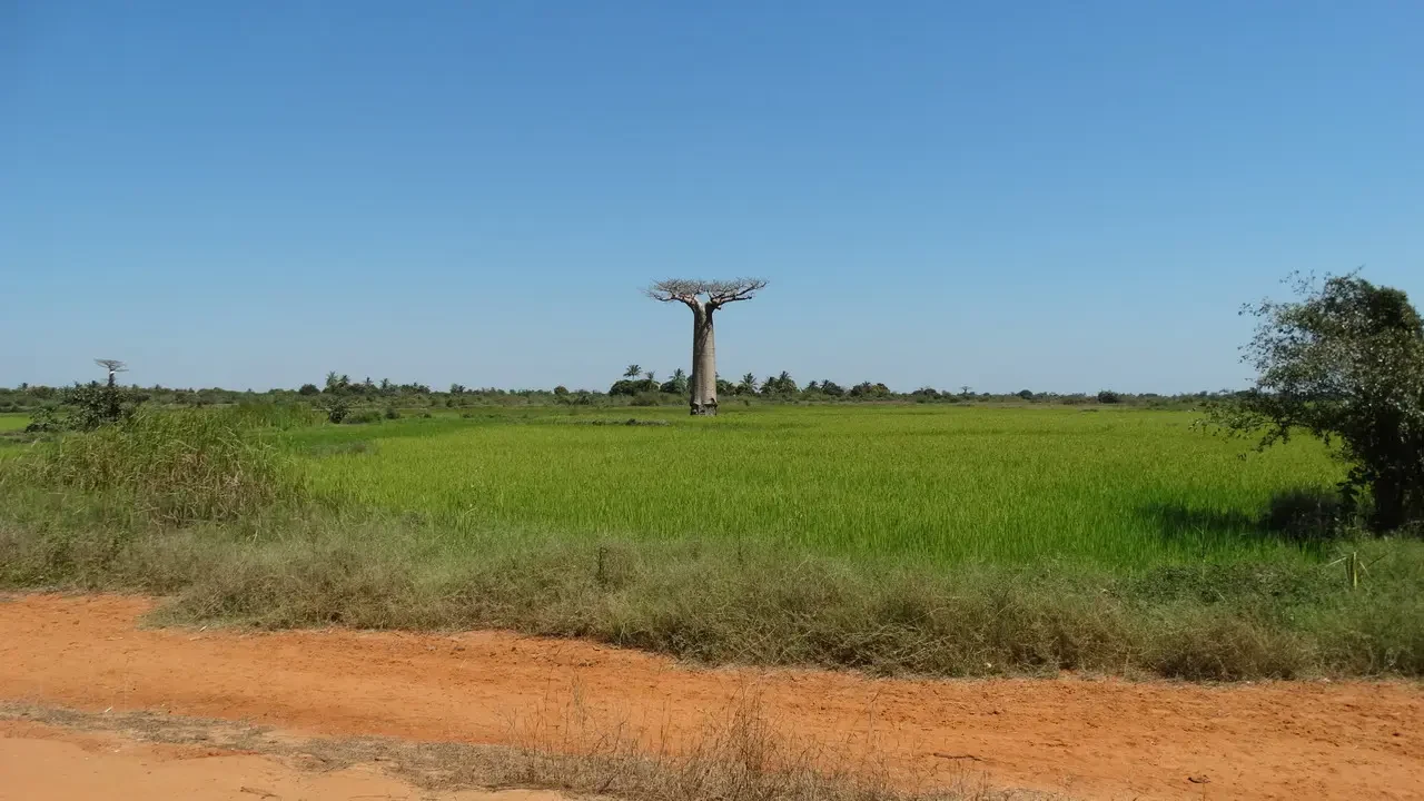 Un albero solitario si erge in un vasto campo verde sotto un cielo azzurro.