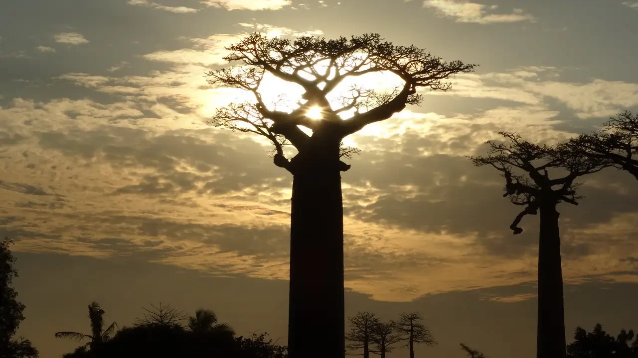 Alberi di baobab allineati si stagliano contro il cielo al tramonto.