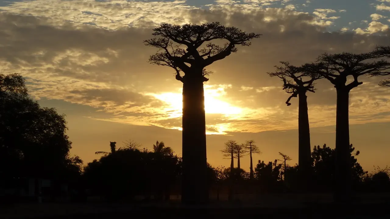 Alberi di baobab allineati al tramonto in Madagascar.