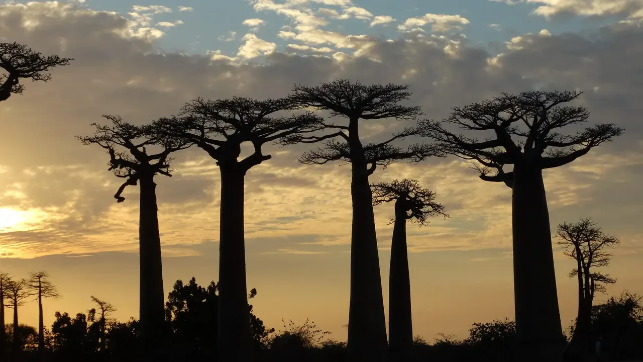 Alberi di baobab allineati al tramonto in Madagascar.