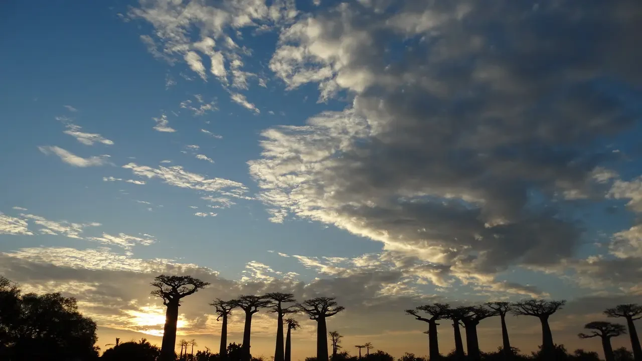 Alberi di baobab allineati sotto un cielo al tramonto a Madagascar.