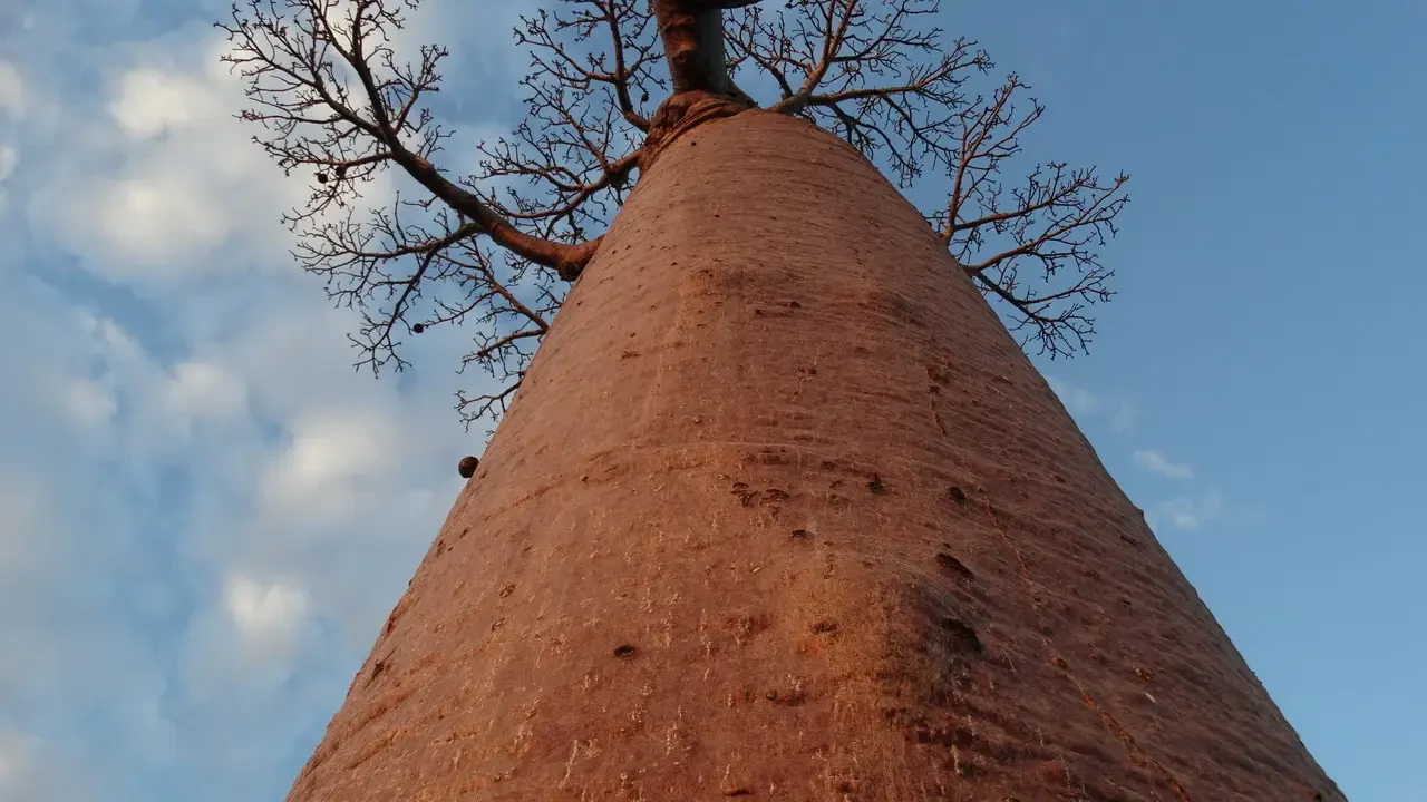 Un tronco d'albero con rami spogli si staglia contro il cielo blu.