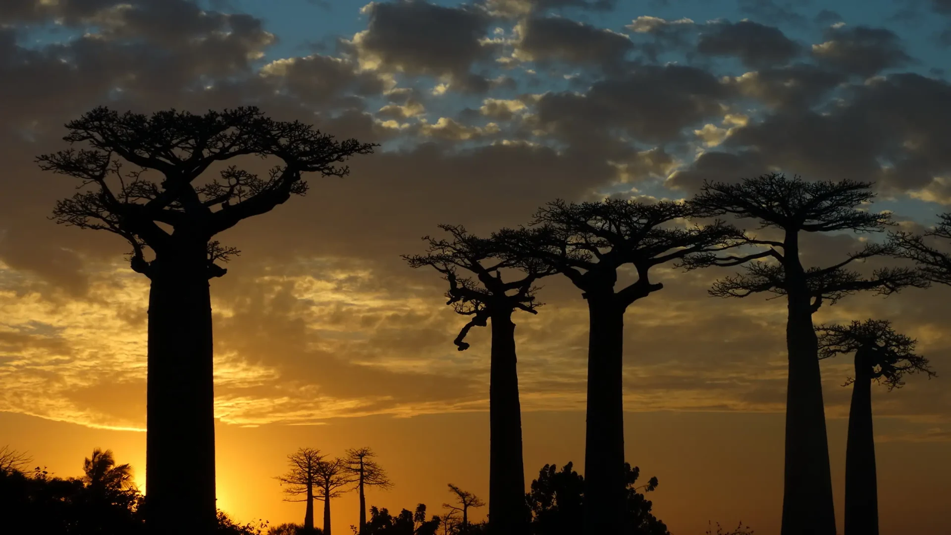 Alberi di baobab allineati al tramonto in Madagascar.
