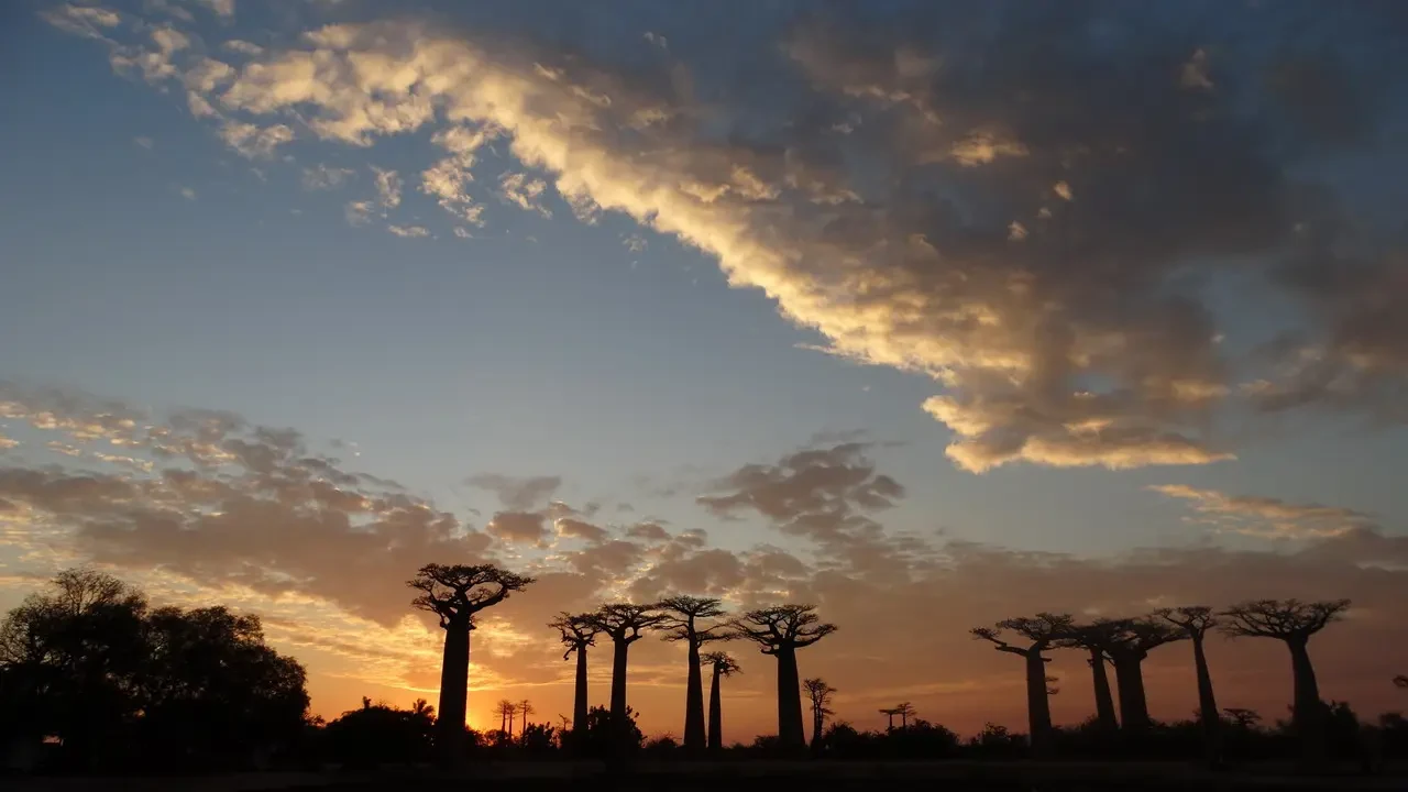 Silhouette di alberi di baobab al tramonto su un paesaggio africano.