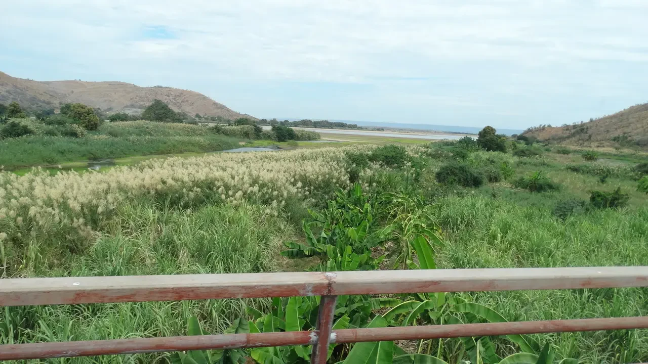 Paesaggio lungo la costa di Madagascar con vegetazione lussureggiante e una recinzione in primo piano.