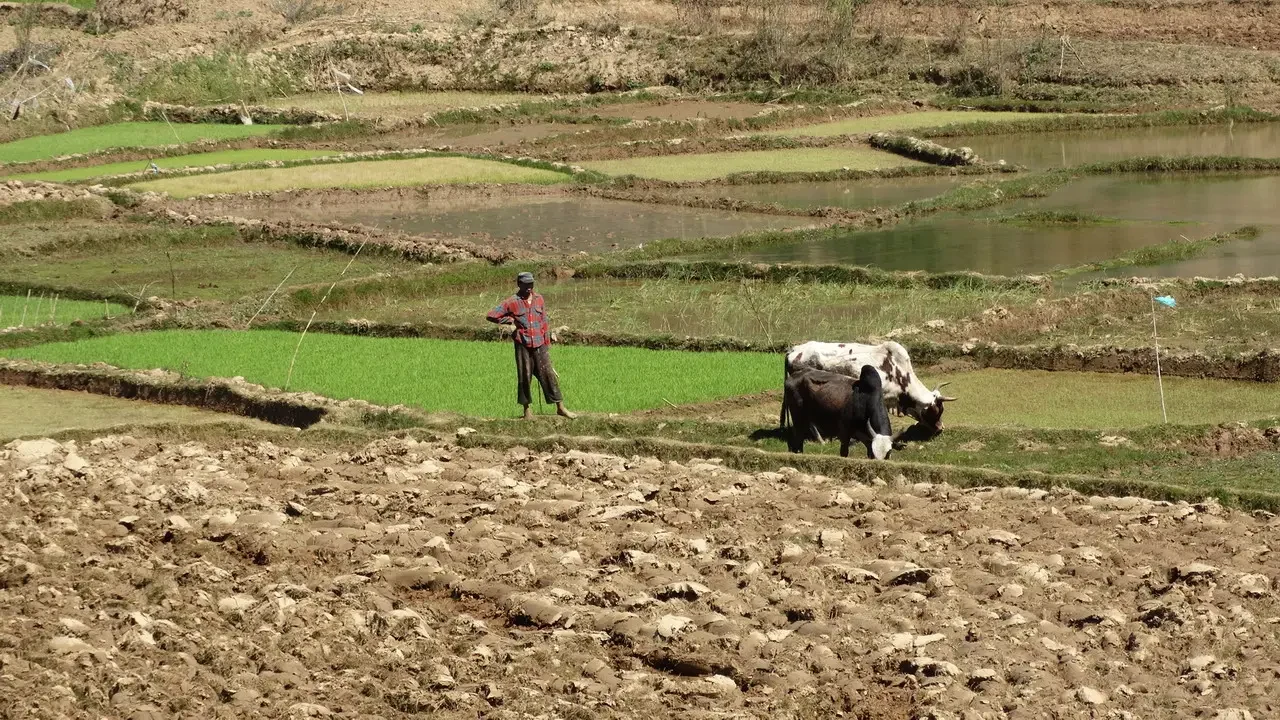 Un uomo e un bovino si trovano in un campo coltivato in Madagascar.