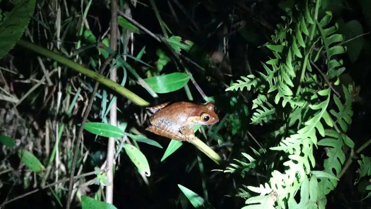 Una rana si nasconde tra la vegetazione notturna di Madagascar.