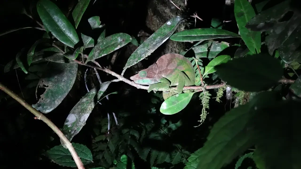 Un camaleonte verde si nasconde su un ramo di fogliame in una scena notturna a Madagascar.