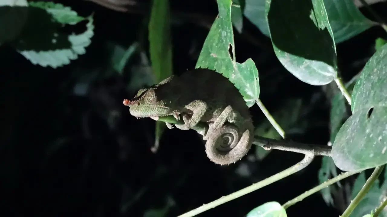Un camaleonte si muove su un ramo tra la vegetazione notturna di Madagascar.
