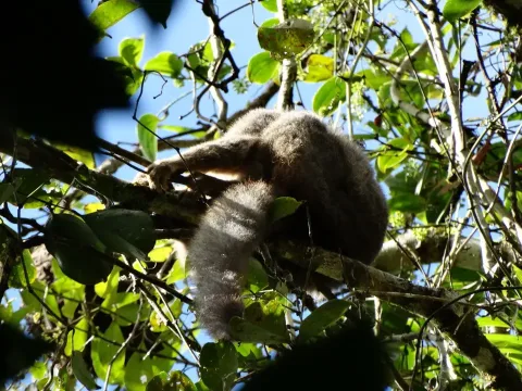 Ranomafana N.P.
