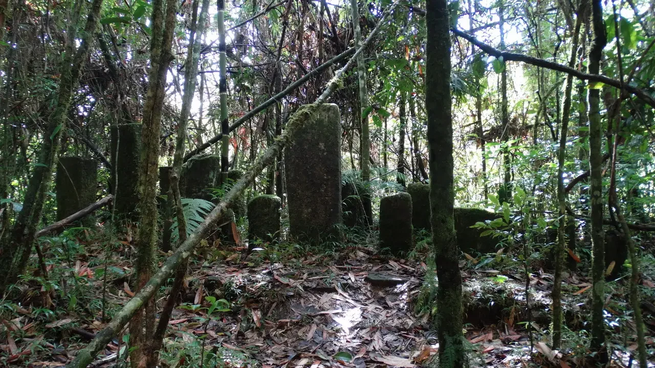 Foresta tropicale densa con tronchi d'albero ricoperti di muschio e resti rocciosi nel sottobosco.