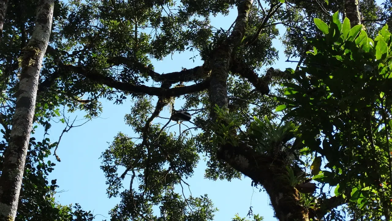 Alberi lussureggianti si stagliano contro il cielo azzurro in una foresta di Madagascar.